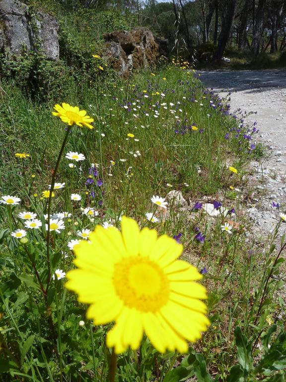 Quinta Do Cobral Holiday home